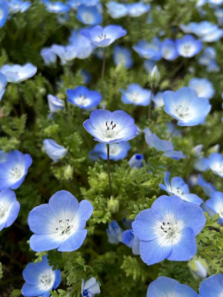 暮夜（ぼや） tweet media