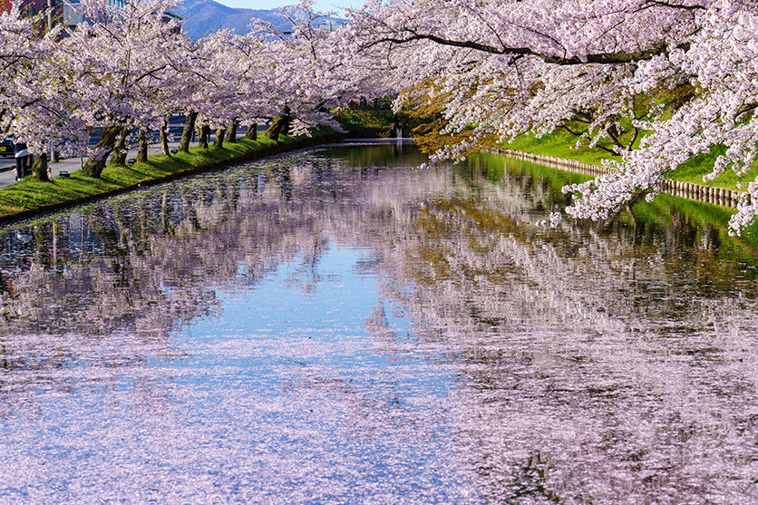qing_ke85798's tweet photo. 桜の写真撮ったけど、「なんか普通だな…」って毎回なる。
目で見た綺麗さ、全然そのまま残せないんだよね。
試しにVisualGPTで雰囲気を整えたり加工してみたら、一気に「それっぽく」なってびっくり。
思い出、ちゃんと映える形で残せるのいい。
https://t.co/wbh9YiZETZ
#桜 #写真加工 #AIツール https://t.co/4LPeRn21pW