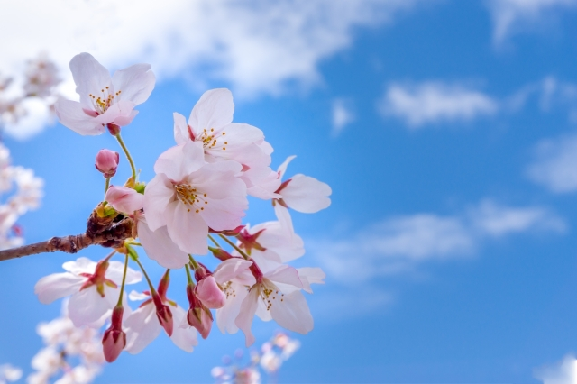 qing_ke85798's tweet photo. 桜の写真撮ったけど、「なんか普通だな…」って毎回なる。
目で見た綺麗さ、全然そのまま残せないんだよね。
試しにVisualGPTで雰囲気を整えたり加工してみたら、一気に「それっぽく」なってびっくり。
思い出、ちゃんと映える形で残せるのいい。
https://t.co/wbh9YiZETZ
#桜 #写真加工 #AIツール https://t.co/4LPeRn21pW