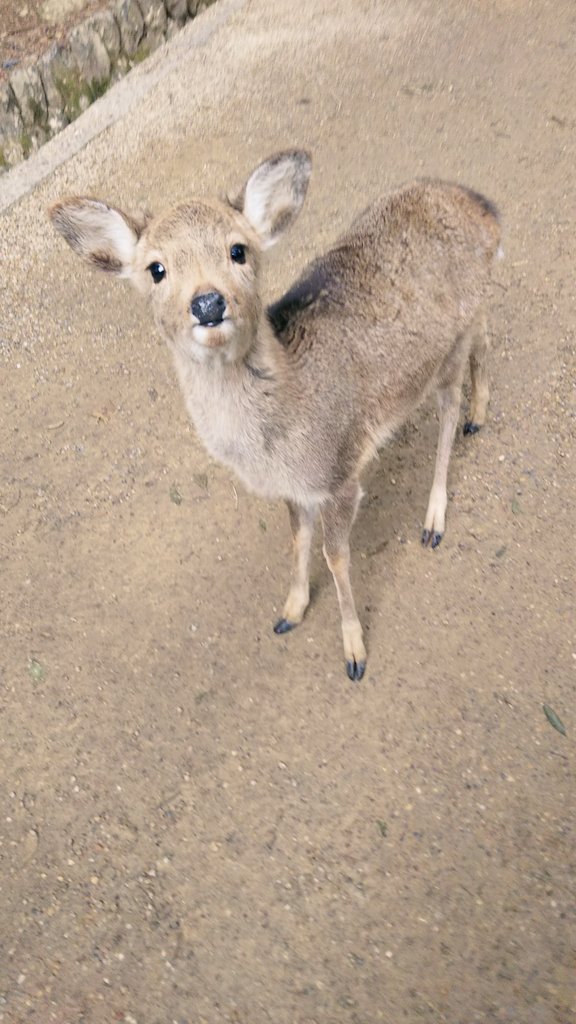 グレープコジカ tweet media