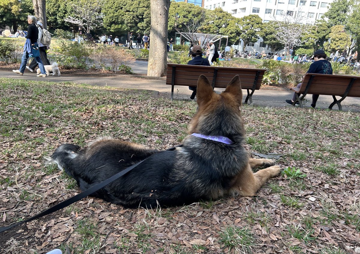サブロー🐕の後姿