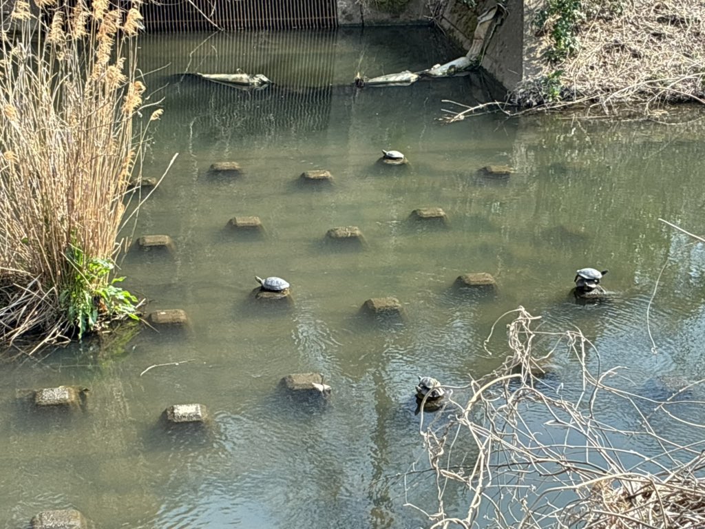 しんば tweet media