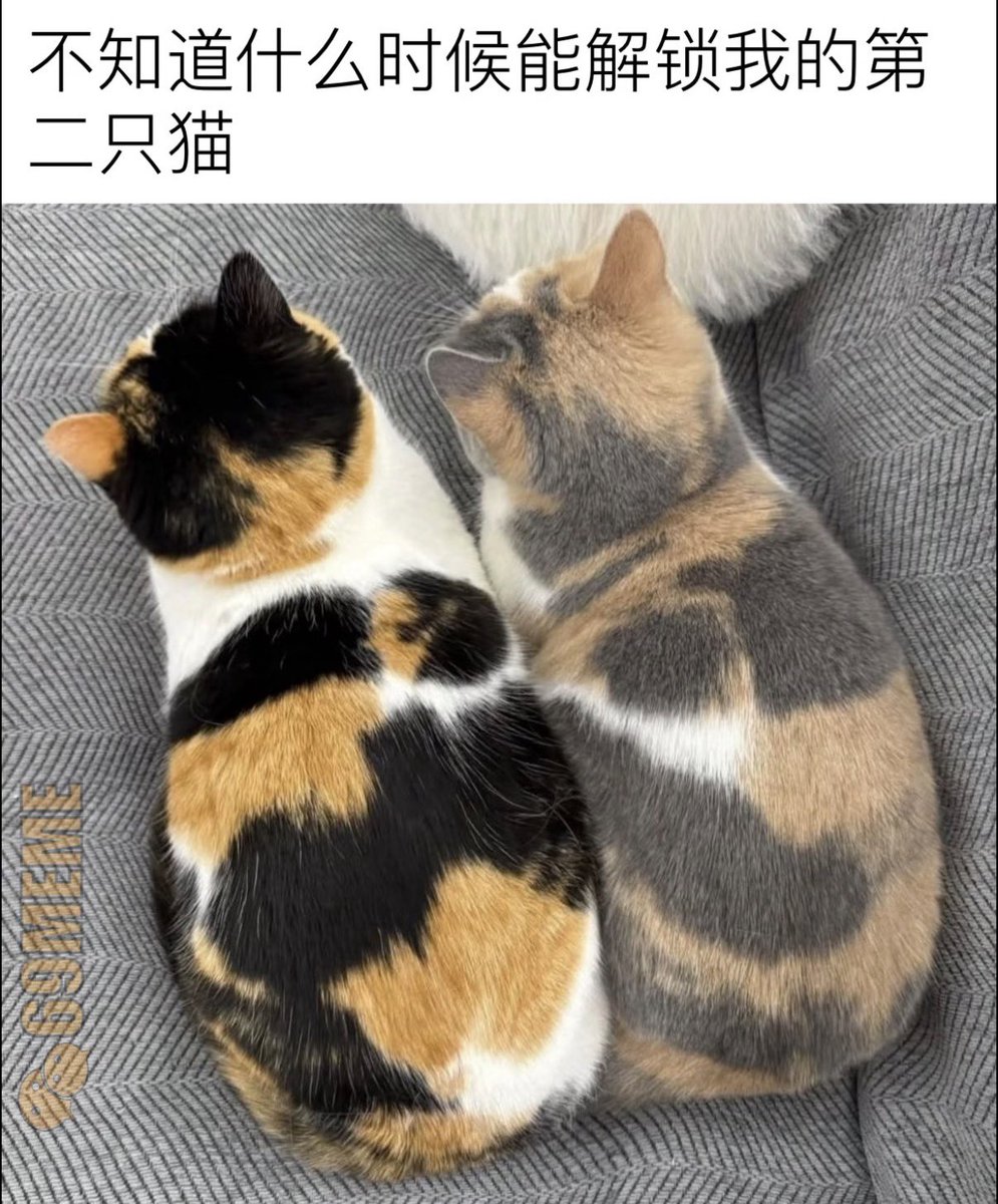 禿道道🐟 tweet media