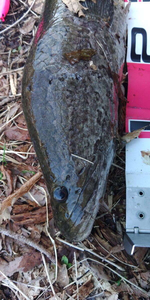 黒騎士卿 tweet media