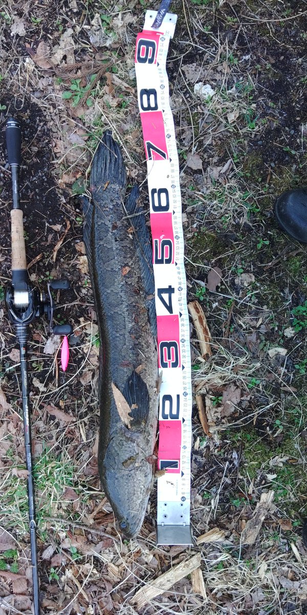 黒騎士卿 tweet media