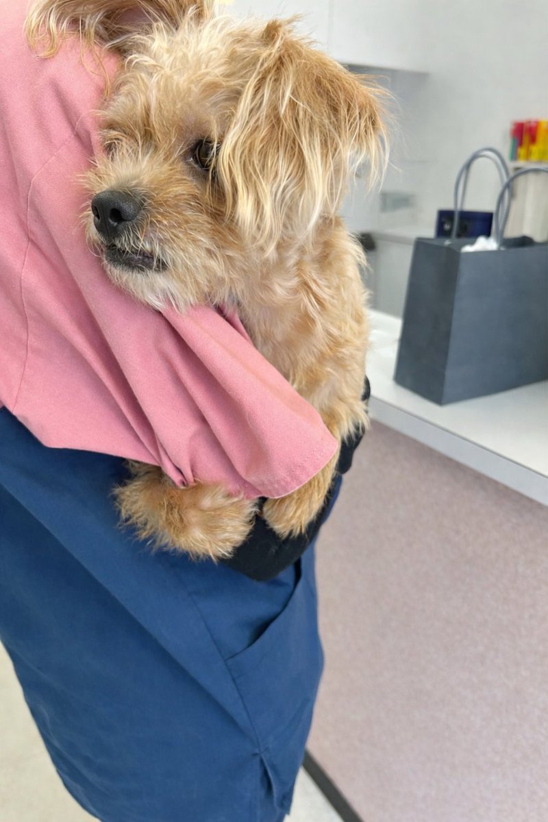 でんちゃん/小児がんサバイバー tweet media