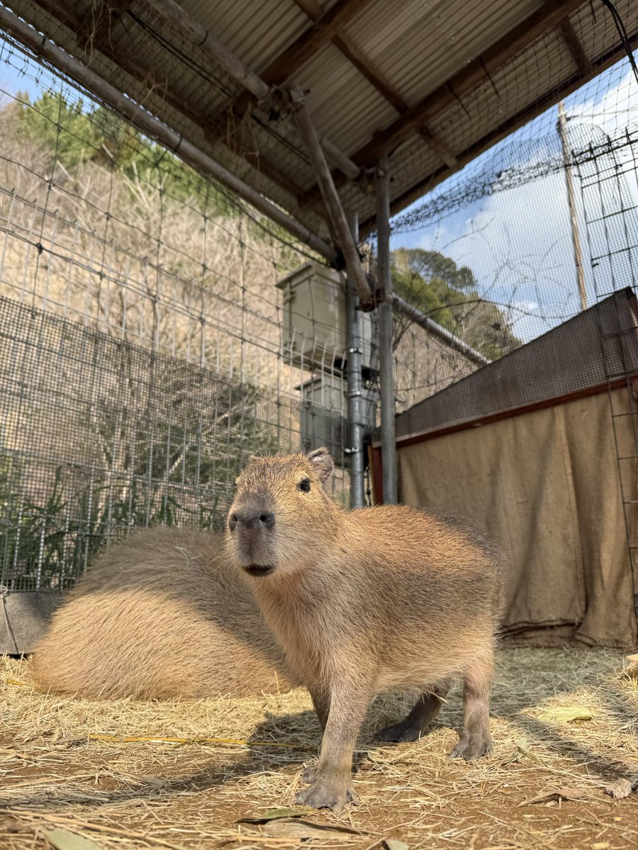 袖ケ浦ふれあいどうぶつ縁 tweet media