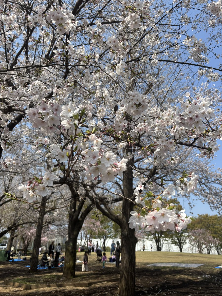 川島 直樹(慢性疼痛などで今走れません・ダイエット中) tweet media