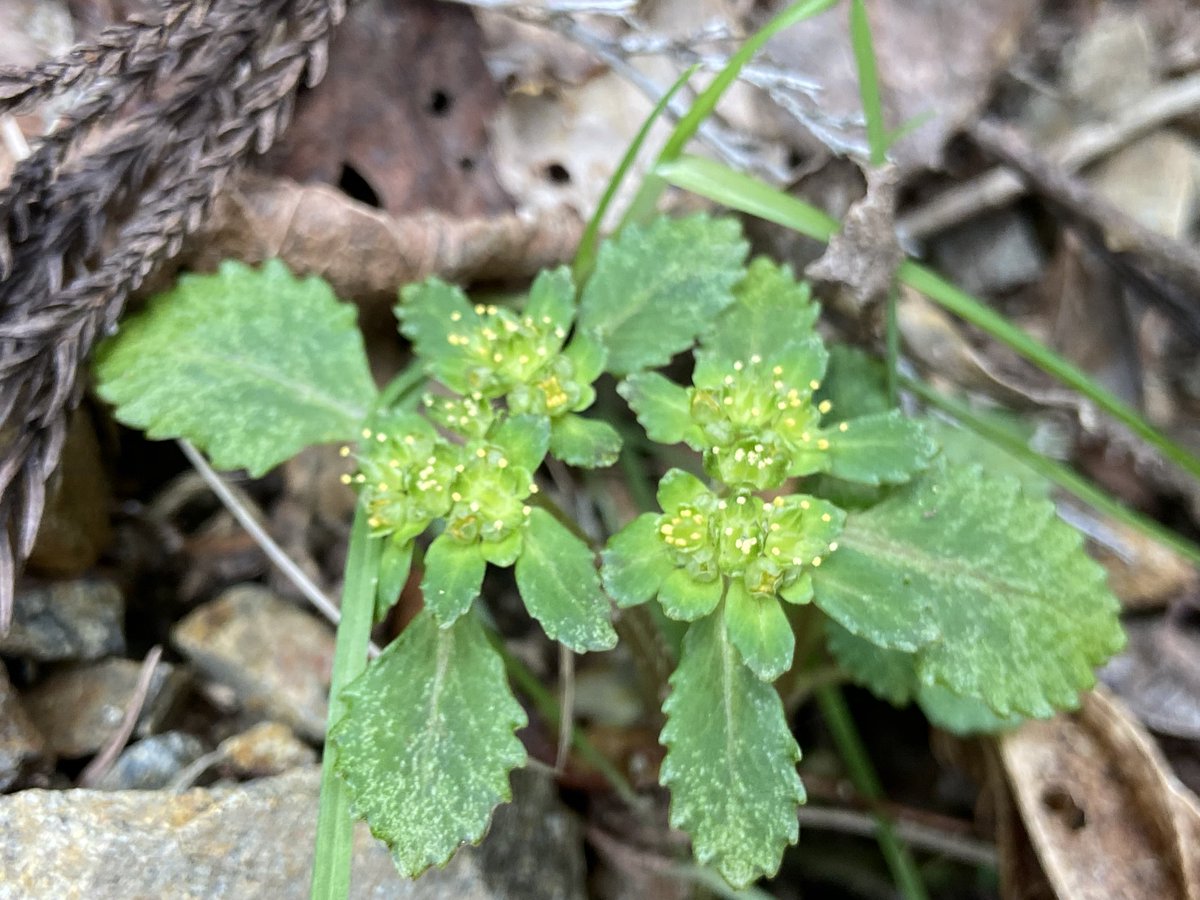 のこのこ屋 tweet media