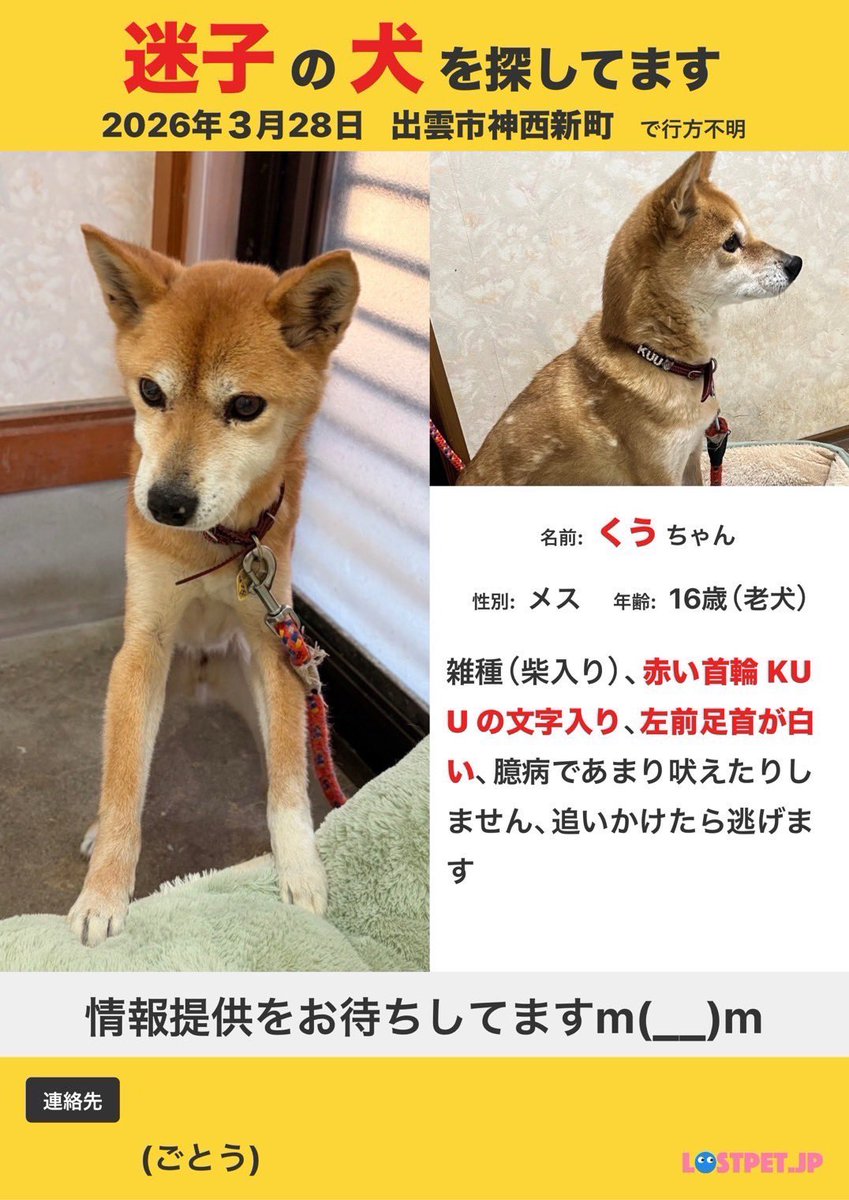 flayaka_1019's tweet photo. 🚨迷い犬探しています。

警察や保健所等にも連絡はしていますが、もし見かけたり何か情報がありましたらDMでお知らせください。
保護犬なので犬種は柴犬混じりの���種。
高齢で痩せ型です。
拡散していただけると助かります🙇🏻‍♀️

#迷い犬 #迷子犬 #出雲市 https://t.co/5sMRJLt06S