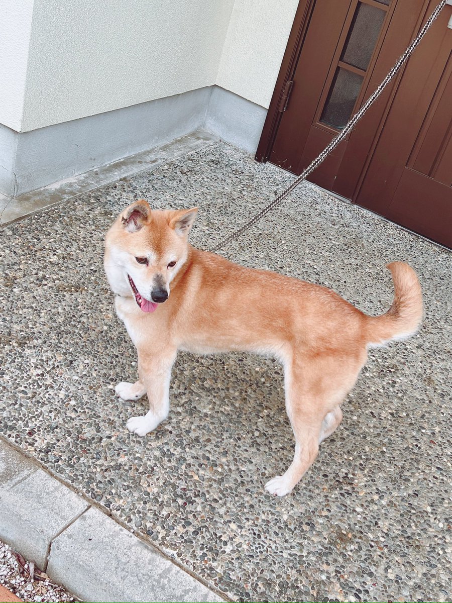 flayaka_1019's tweet photo. 🚨迷い犬探しています。

警察や保健所等にも連絡はしていますが、もし見かけたり何か情報がありましたらDMでお知らせください。
保護犬なので犬種は柴犬混じりの���種。
高齢で痩せ型です。
拡散していただけると助かります🙇🏻‍♀️

#迷い犬 #迷子犬 #出雲市 https://t.co/5sMRJLt06S