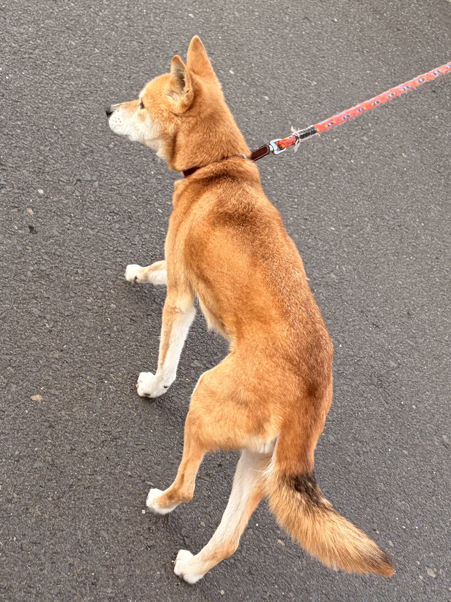 flayaka_1019's tweet photo. 🚨迷い犬探しています。

警察や保健所等にも連絡はしていますが、もし見かけたり何か情報がありましたらDMでお知らせください。
保護犬なので犬種は柴犬混じりの���種。
高齢で痩せ型です。
拡散していただけると助かります🙇🏻‍♀️

#迷い犬 #迷子犬 #出雲市 https://t.co/5sMRJLt06S