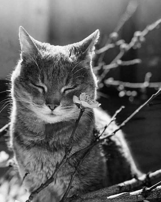 Cat Woman 🇬🇧 🇺🇦 tweet media