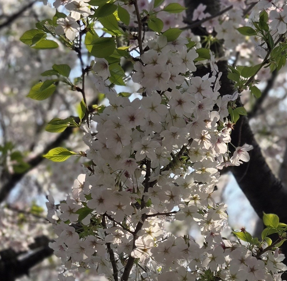 べティ tweet media