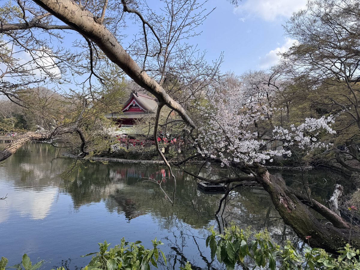 よっしー part II tweet media