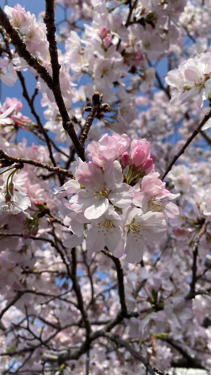 くみ(ーめ) tweet media