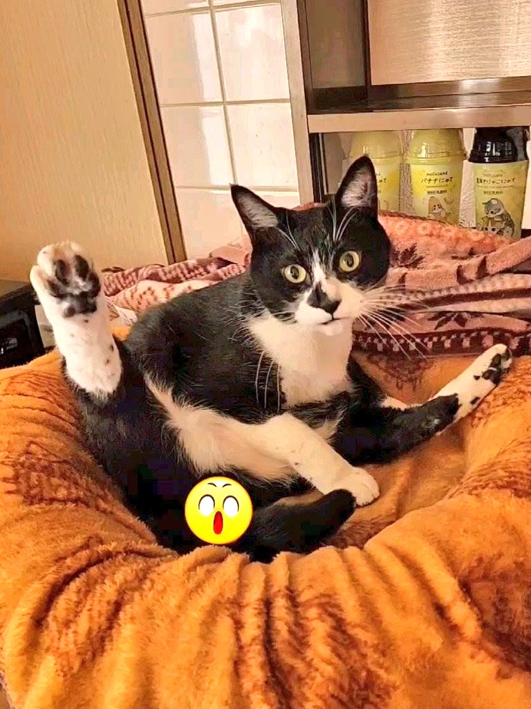 3にゃん(+にゃん) tweet media