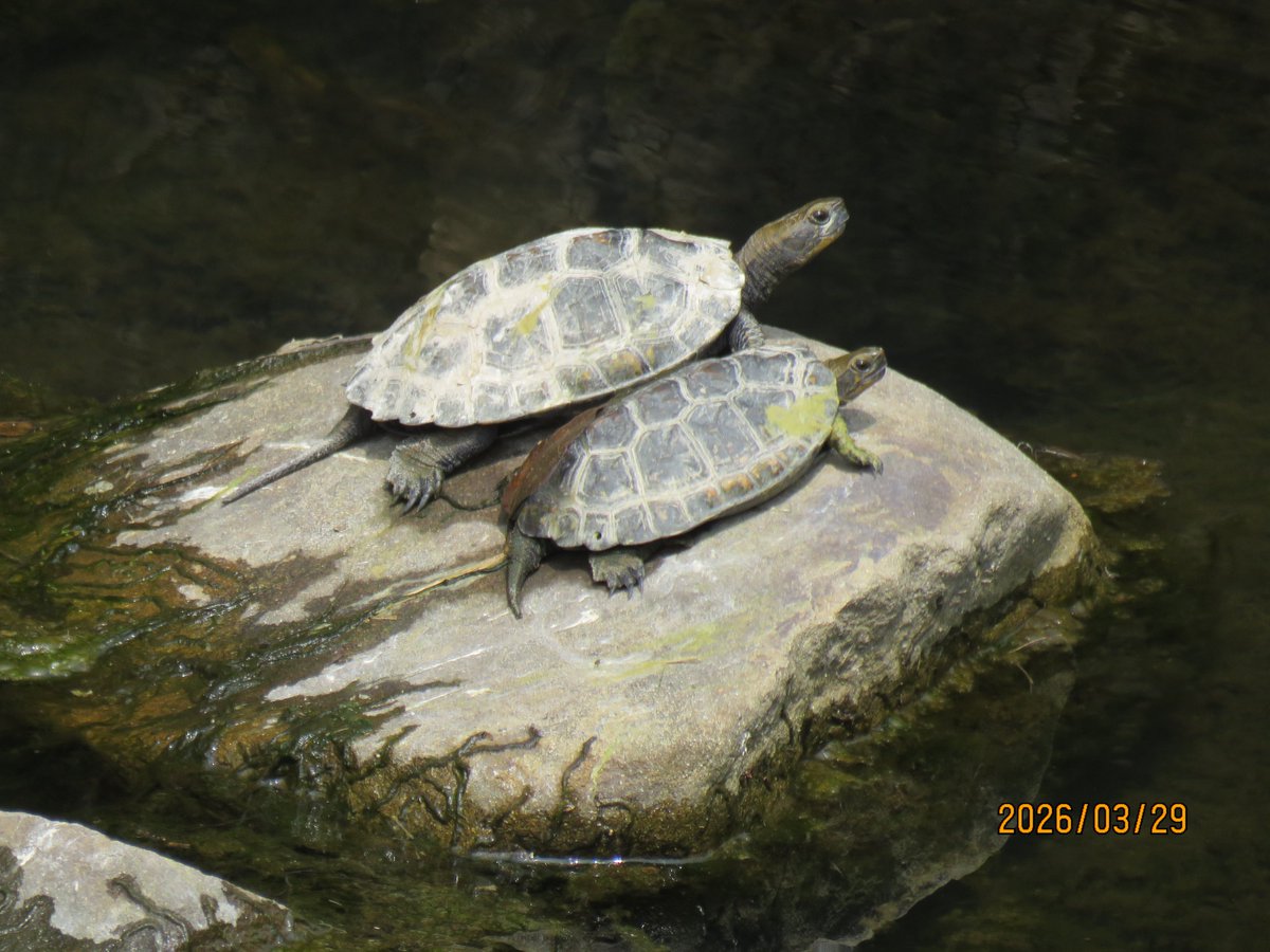 🇯🇵日本石亀観察学会 tweet media