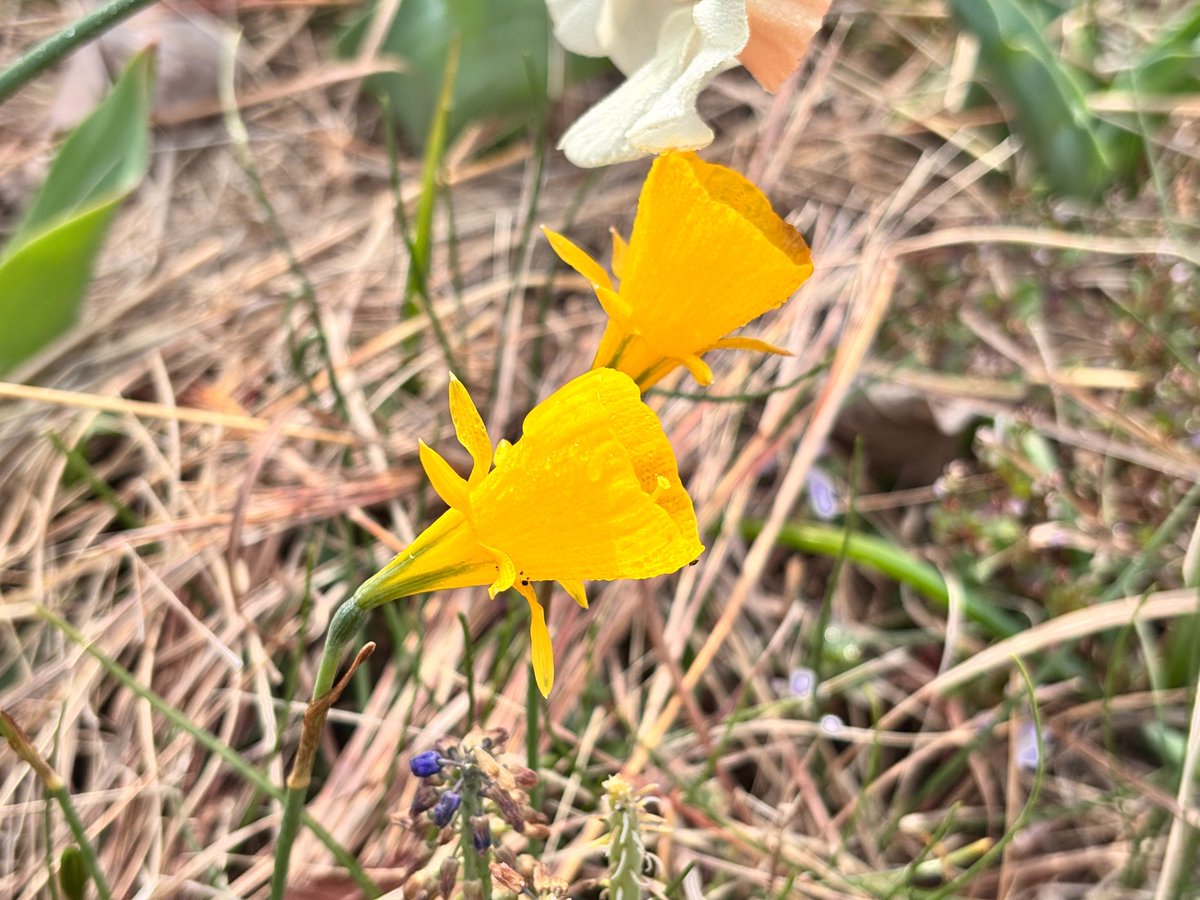 海の中道海浜公園 tweet media