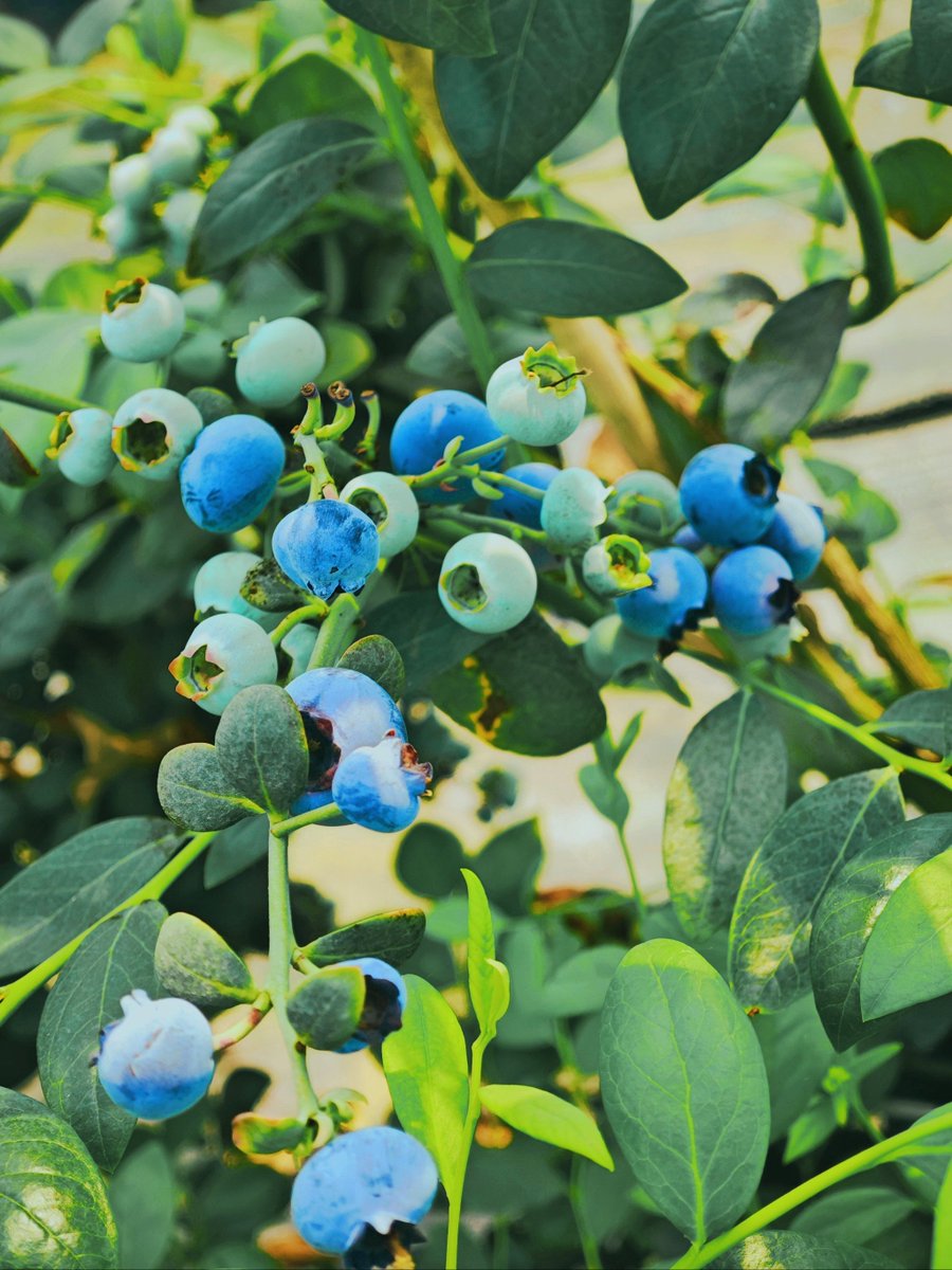 Amanda Ribeiro tweet media