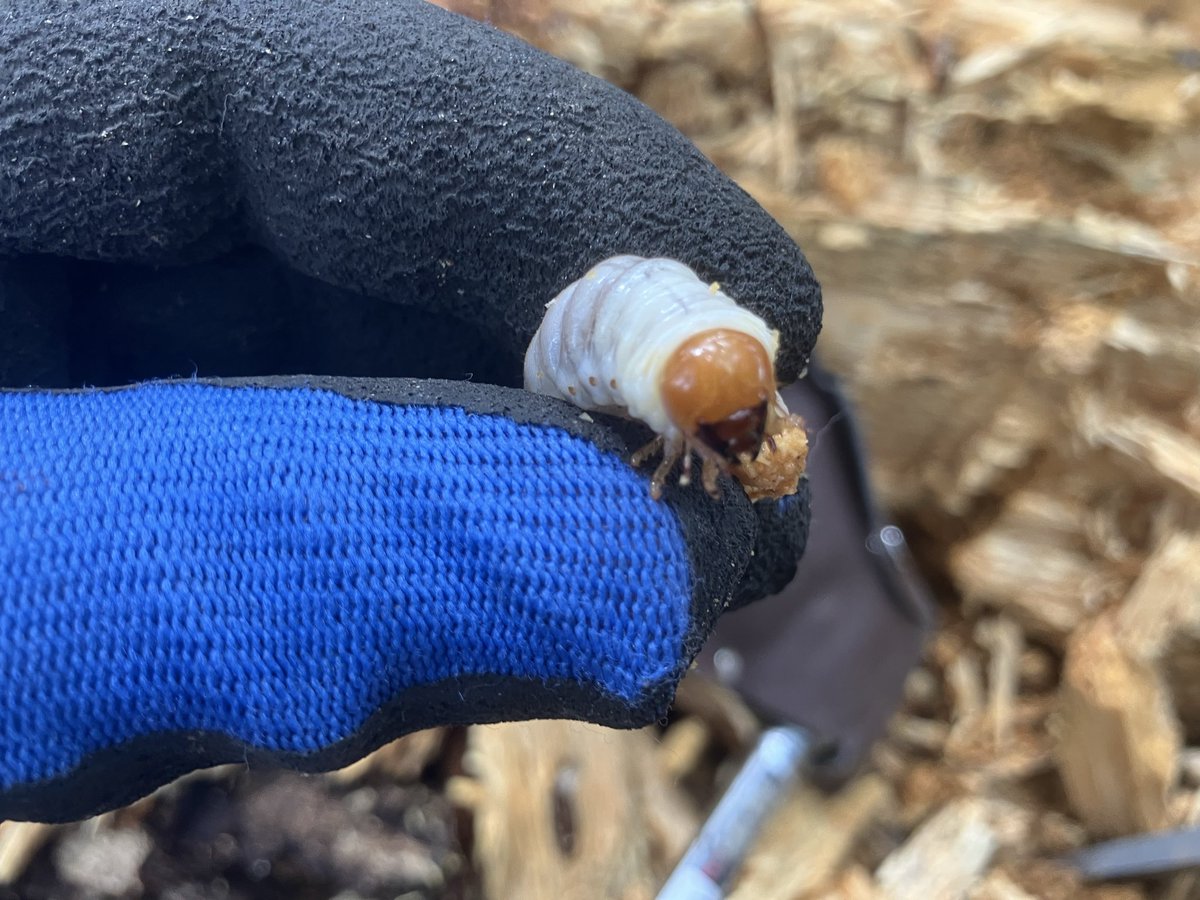 Deep River tweet media