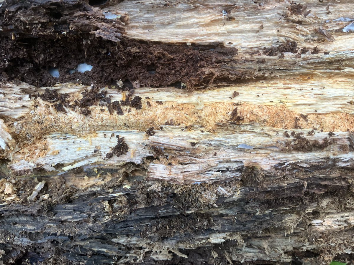 Deep River tweet media