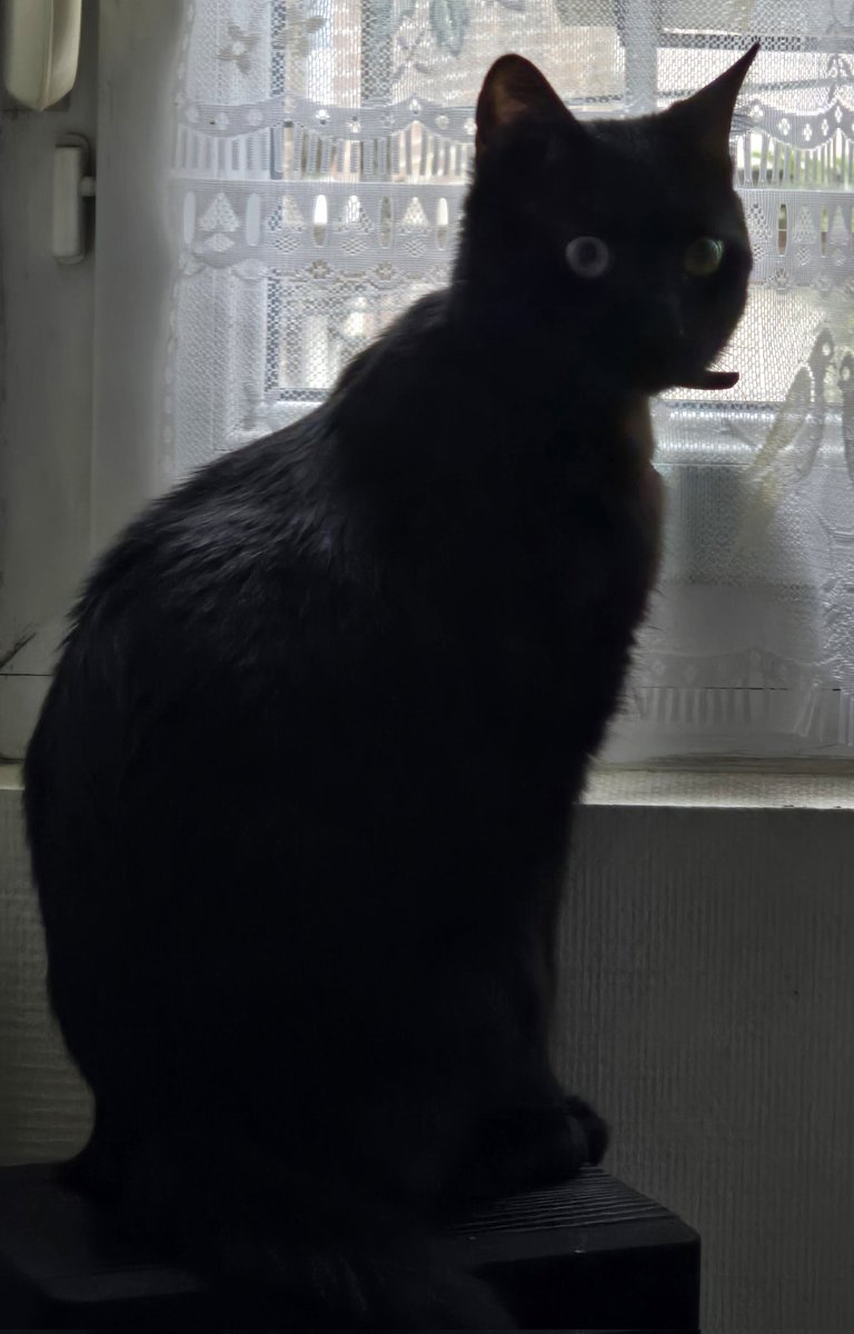 Anakin 🐈‍⬛ , Athéna🐈🤍 & 💫 Gimli ❤️ 💫🌠 tweet media