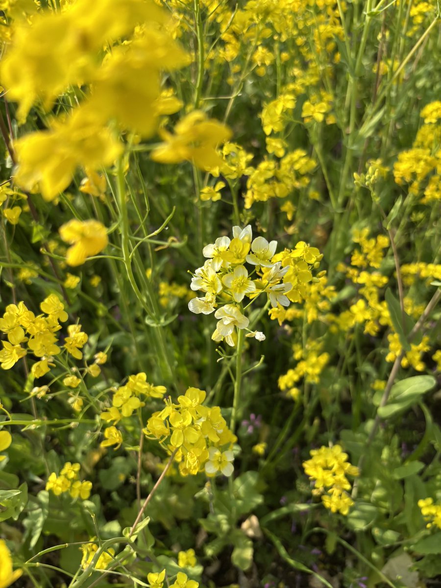 ののぴー tweet media