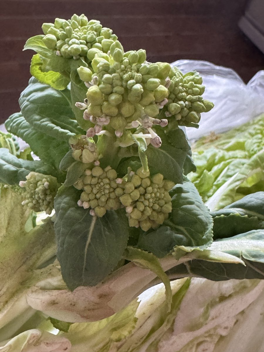 くろくろ@猫暮らし tweet media