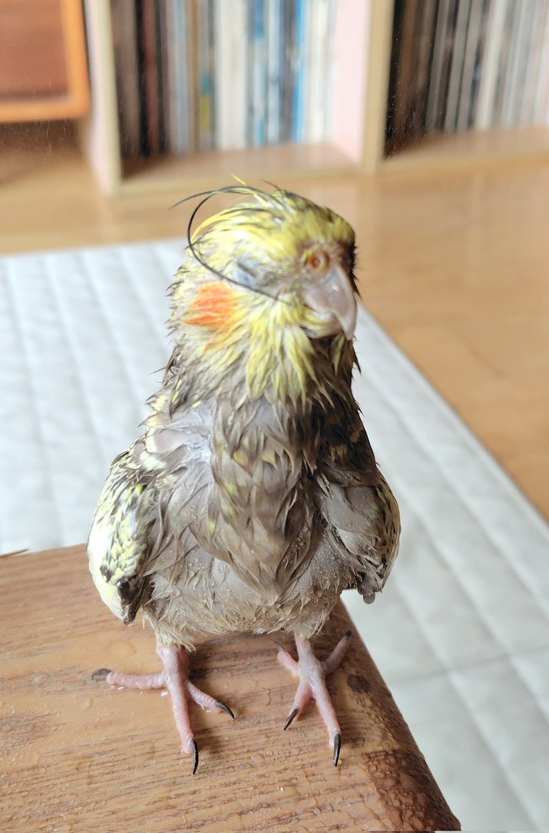 もこまま tweet media