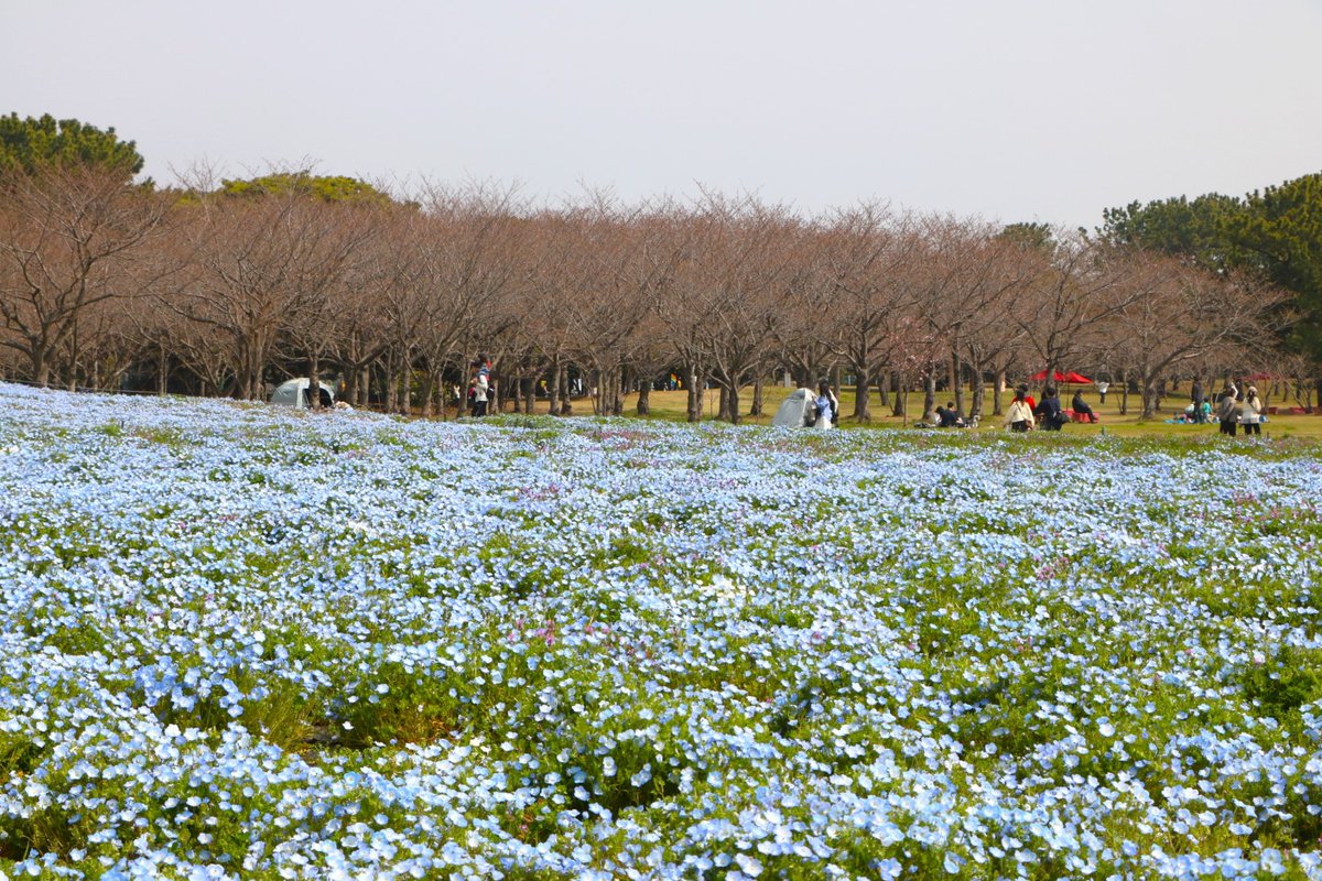 海の中道海浜公園 tweet media