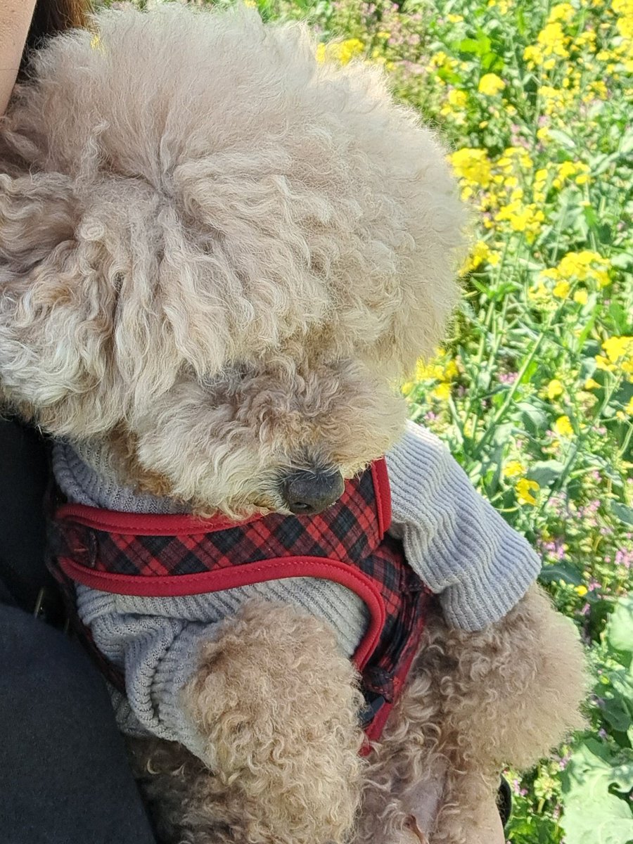 ぽん由紀 tweet media