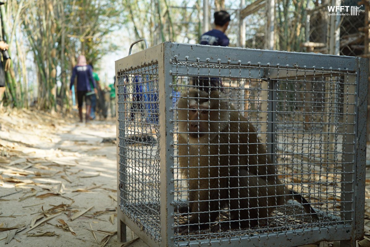 WFFThailand's tweet image. Phuwadon has moved to the new coconut #monkey #sanctuary! 🌴

In July 2025, Phuwadon was rescued as an urgent case. He is a fully grown pig-tailed #macaque who had been kept for several months in the smallest cage we’ve ever seen for a macaque. 
donor.wfft.org/page/CoconutMo…