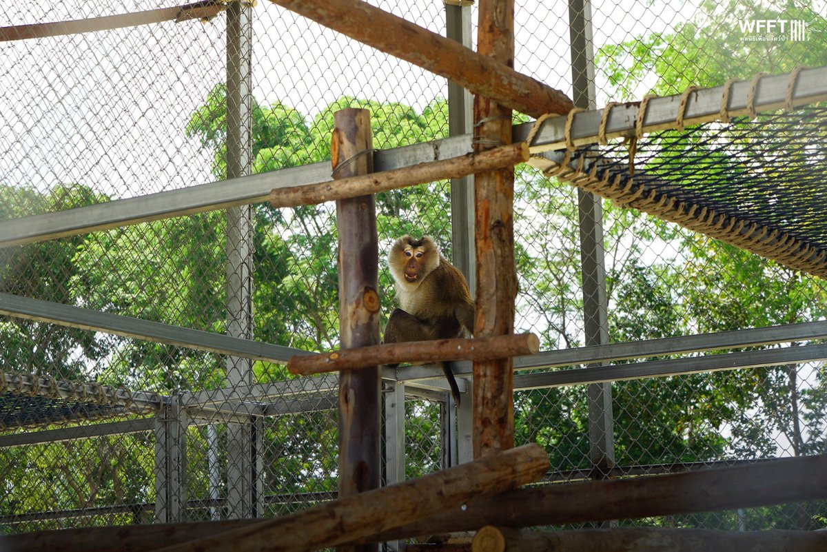 WFFThailand's tweet image. Phuwadon has moved to the new coconut #monkey #sanctuary! 🌴

In July 2025, Phuwadon was rescued as an urgent case. He is a fully grown pig-tailed #macaque who had been kept for several months in the smallest cage we’ve ever seen for a macaque. 
donor.wfft.org/page/CoconutMo…