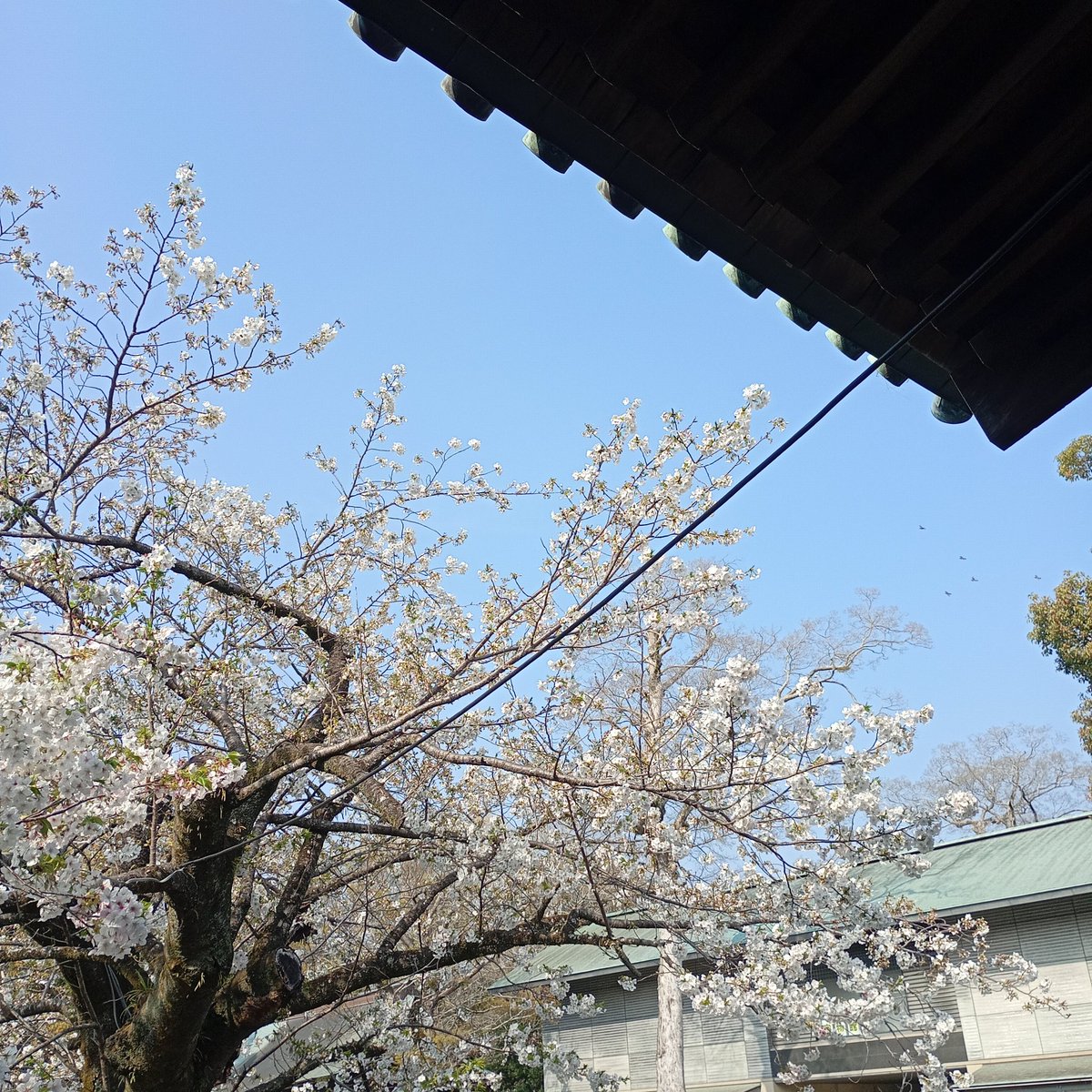 舞華さん tweet media