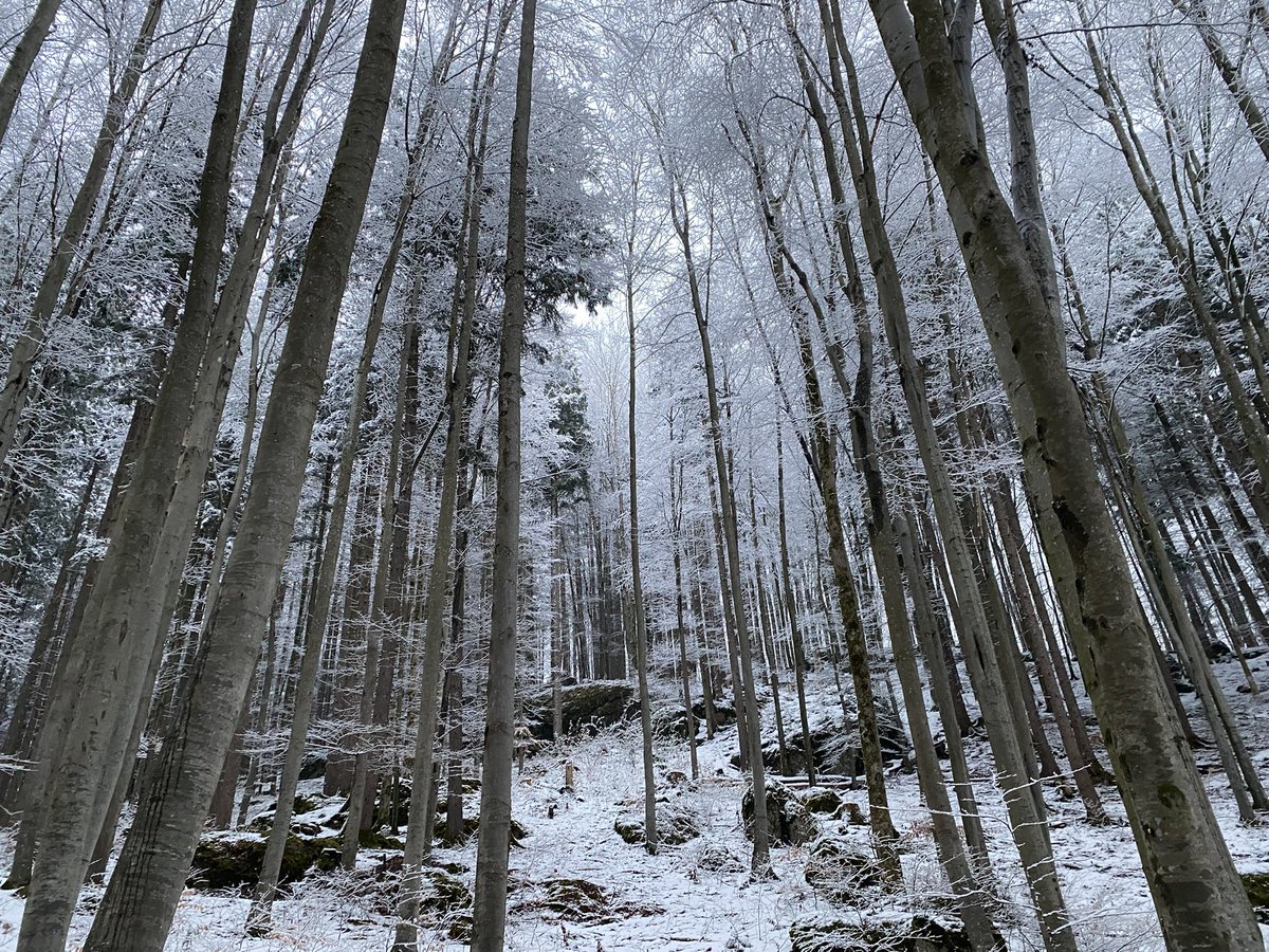 Hamradis tweet media