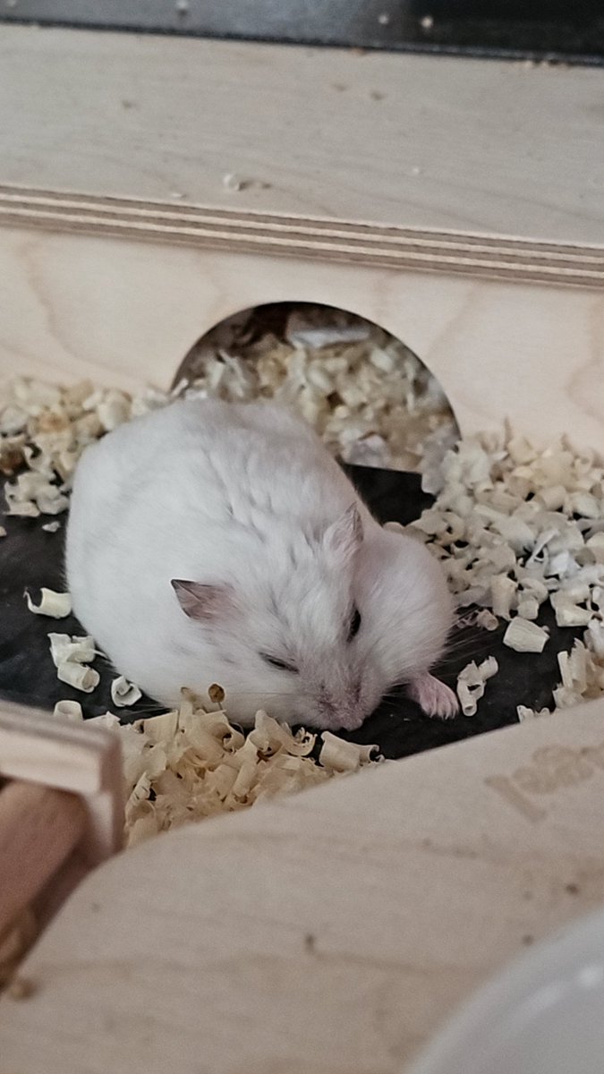 찹쌀떡🐭💓쫀떡🐹💕옹심이🐭🩷 tweet media