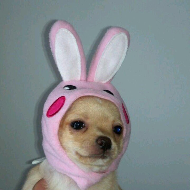 치와와 아카이브 tweet media