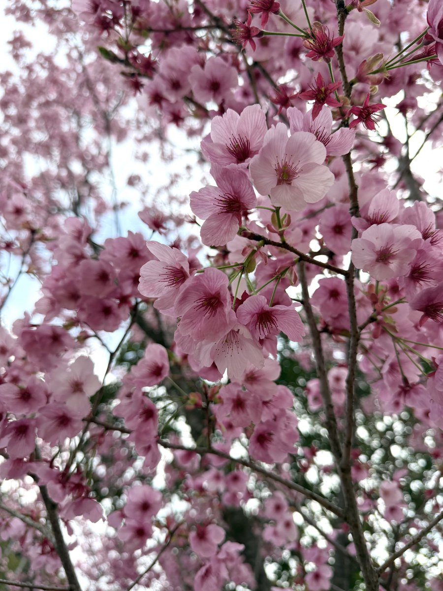 さゆき -薄群青🦌🕊️ tweet media