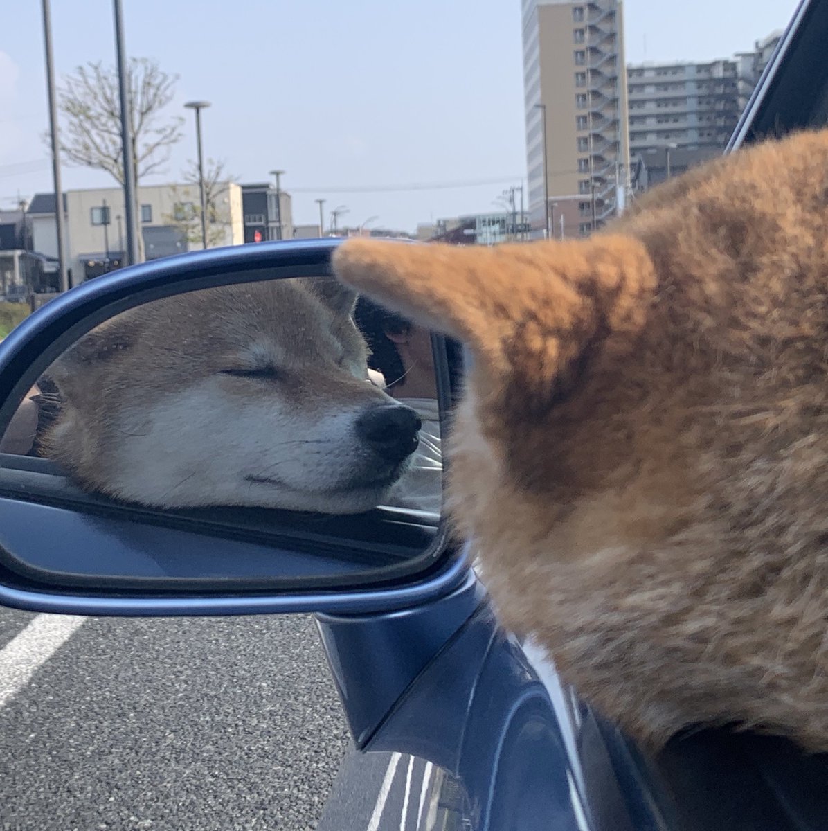 柴犬くぅ助 tweet media