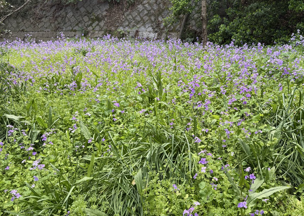 今日はカーブスの愉快な仲間たちとお花見🌸でした
福岡は開花が例年より遅くて、まだ3分咲きくらい
そのおかげで、公園はほぼ貸切状態✌️
今回も楽しい時間でした♪