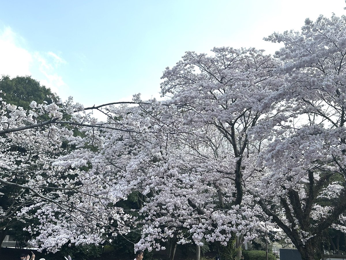 いづる@4/3a! 4a! 5a! tweet media