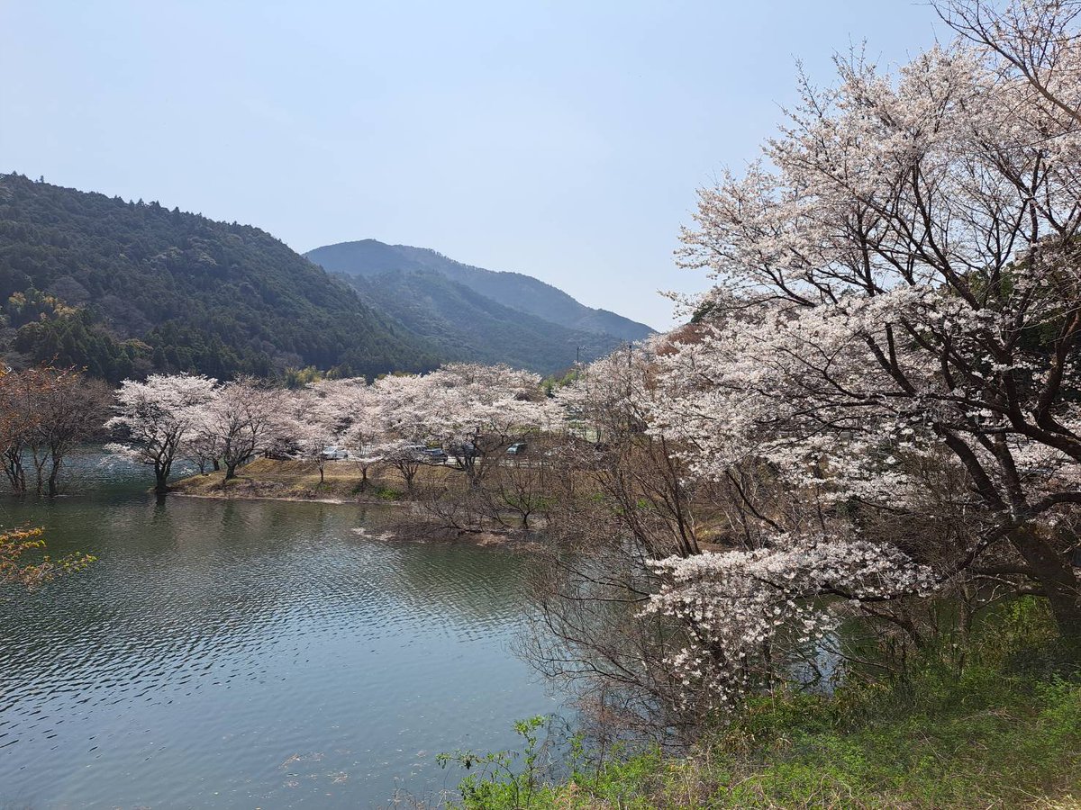 花台 2026桜開花状況】三重県・大台町全域で桜が満開となり見頃となってい