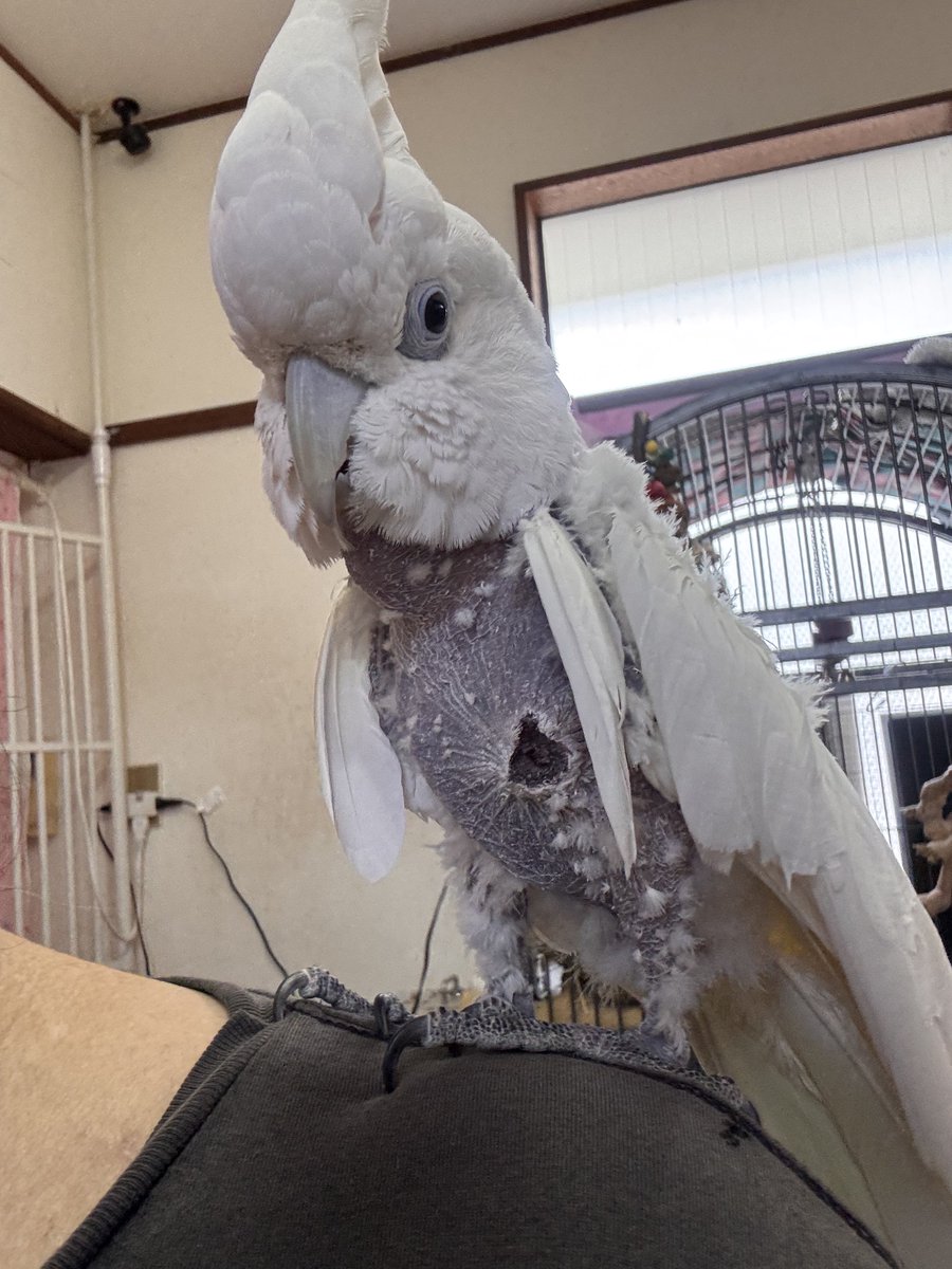 okui_chan tweet media