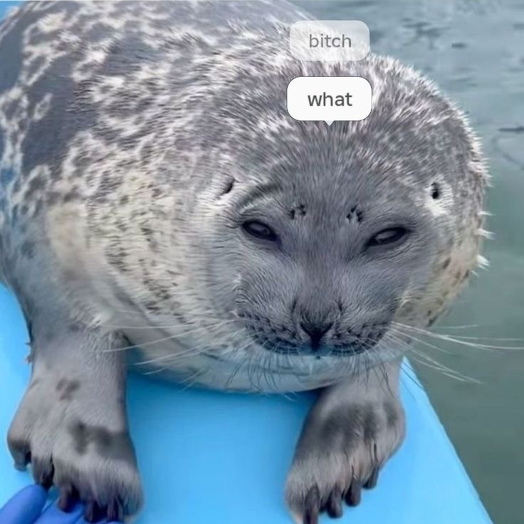 wen 🇰🇭🇨🇳 tweet media