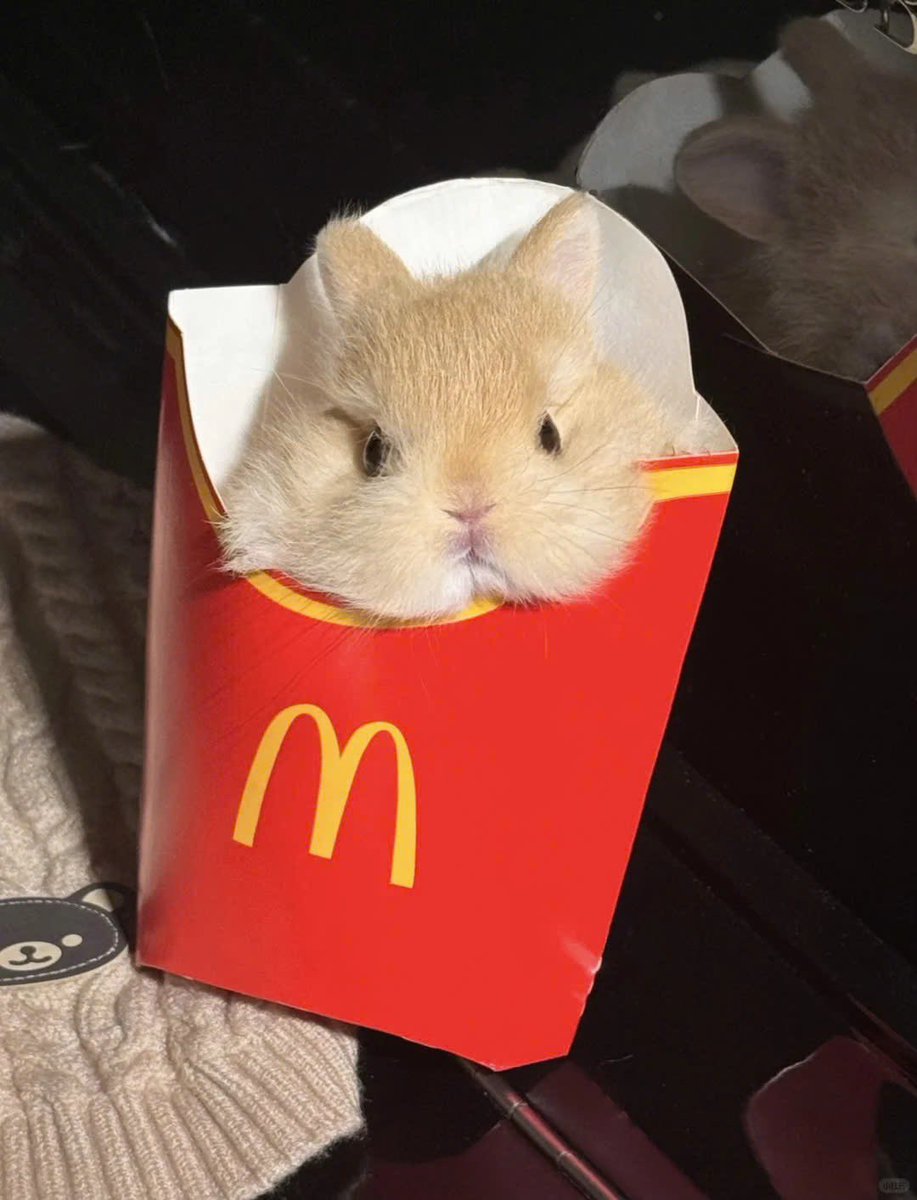 Why you should have a rabbit (@shouldhaverabit) on Twitter photo 