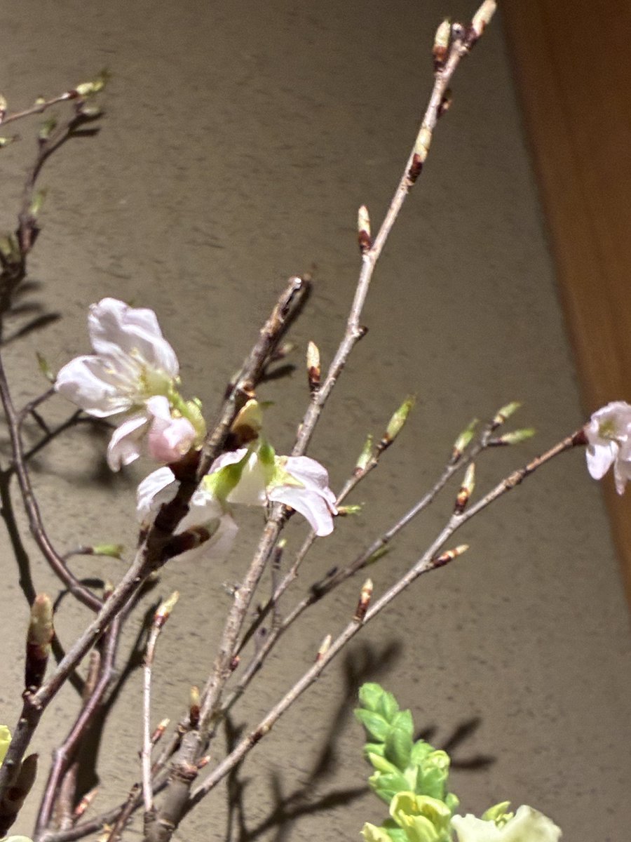 ポパイ tweet media