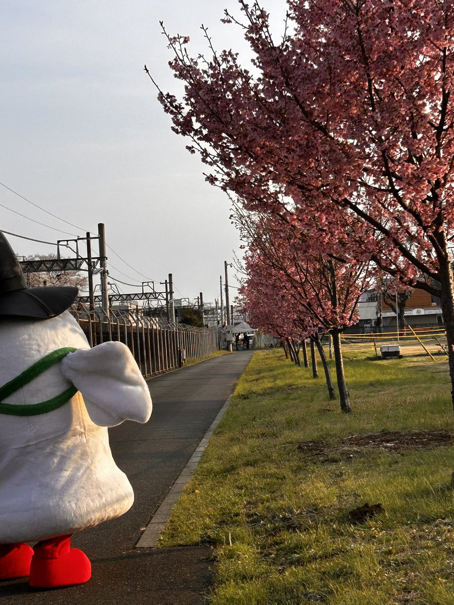 マギー tweet media