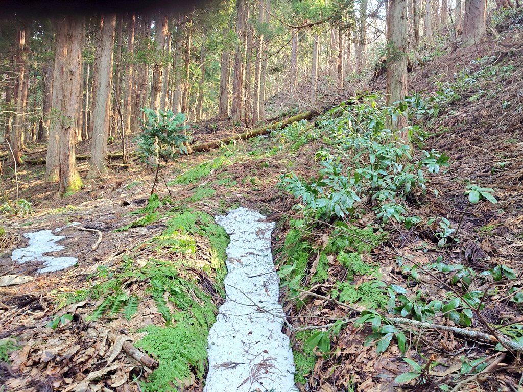 サラマンダーカブ tweet media