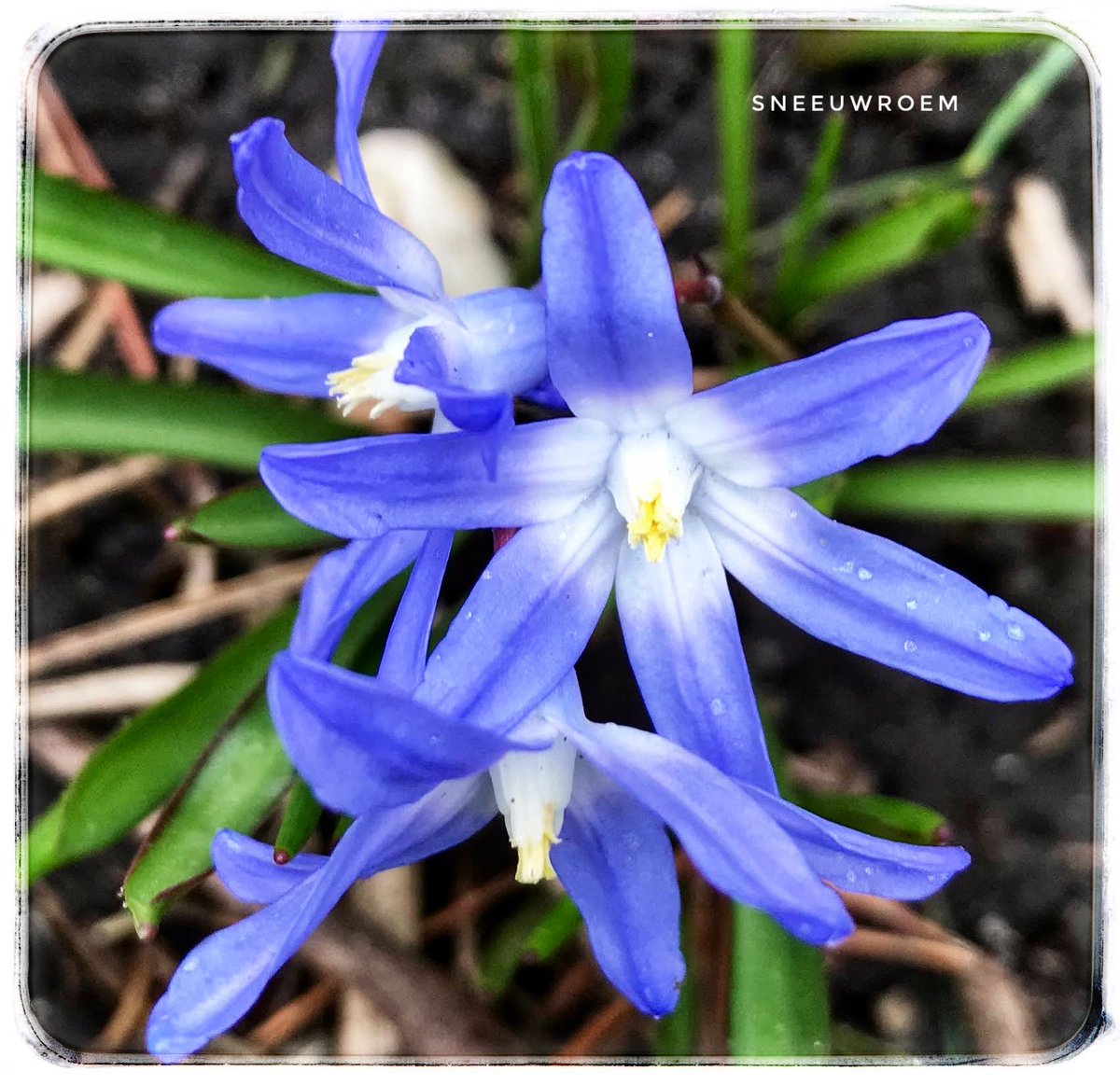 Goedemorgen, vandaag staat de #sneeuwroem in het zonnetje bij #elkedageenbloem van <a href="/wbos54/">Willy Bos 🦋</a>
Fijne dag👋🏻😘